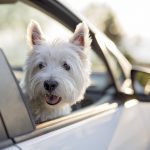distracciones-mascotas-grande.jpg