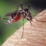 Mosquito-tigre.jpg