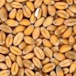 wheat-4509_1280.jpg