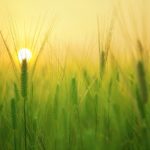 barley-field-1684052_1280.jpg