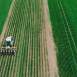 intercropping-soja-baja.jpg