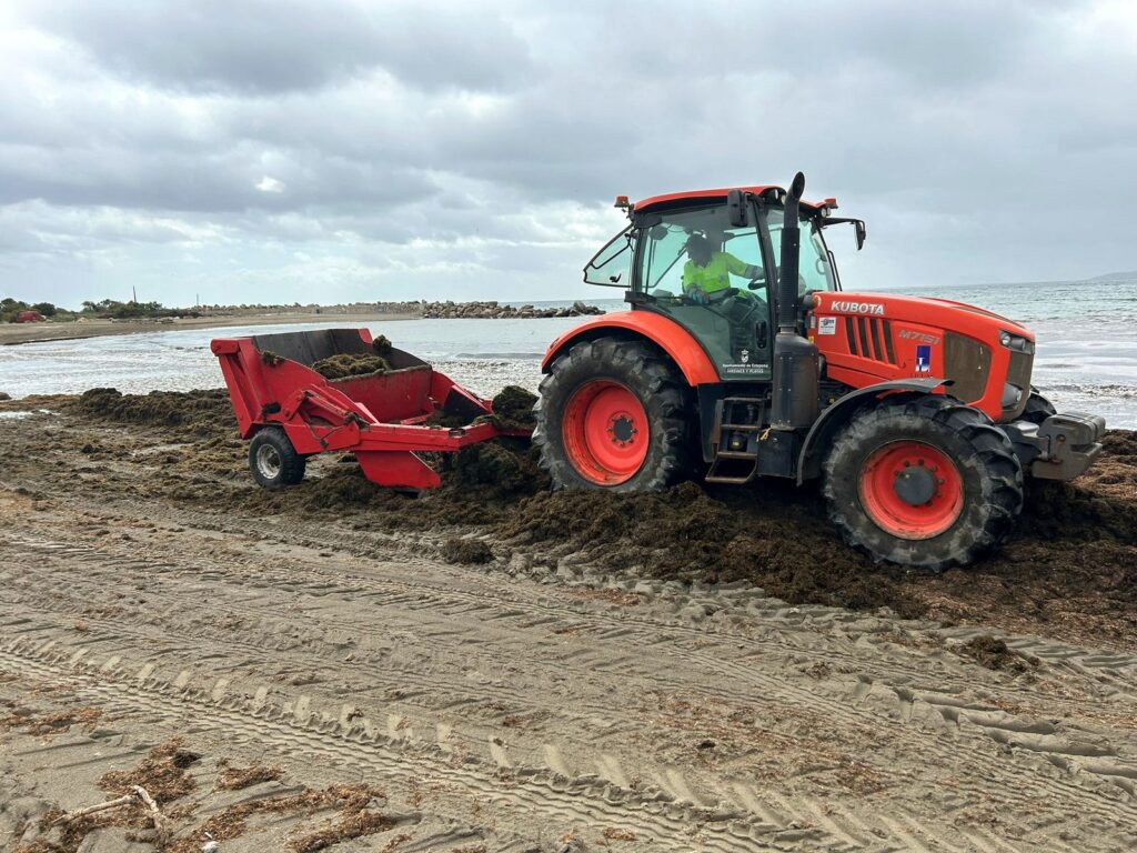 El Ayuntamiento de Estepona retira 450 toneladas de algas asiáticas de las playas en lo que va de año
