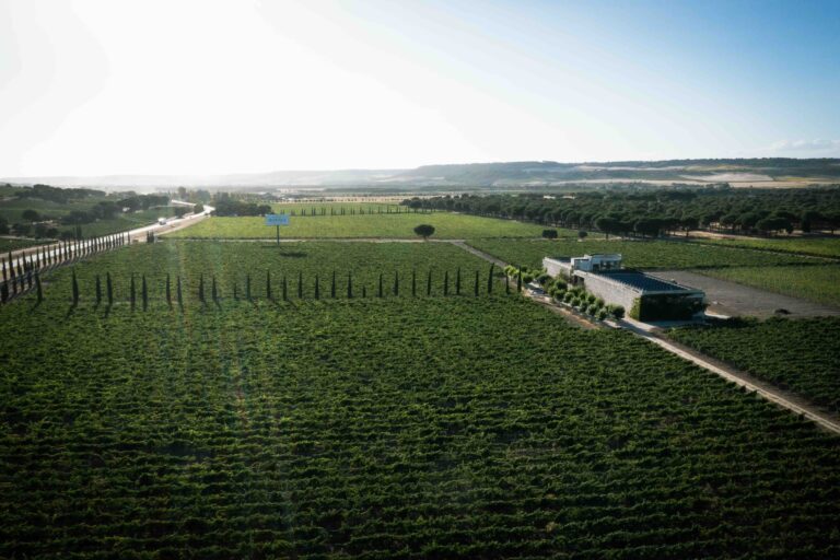 La bodega Finca Rodma lanza su vino Selección 2022 tras una vendimia marcada por el clima extremo
