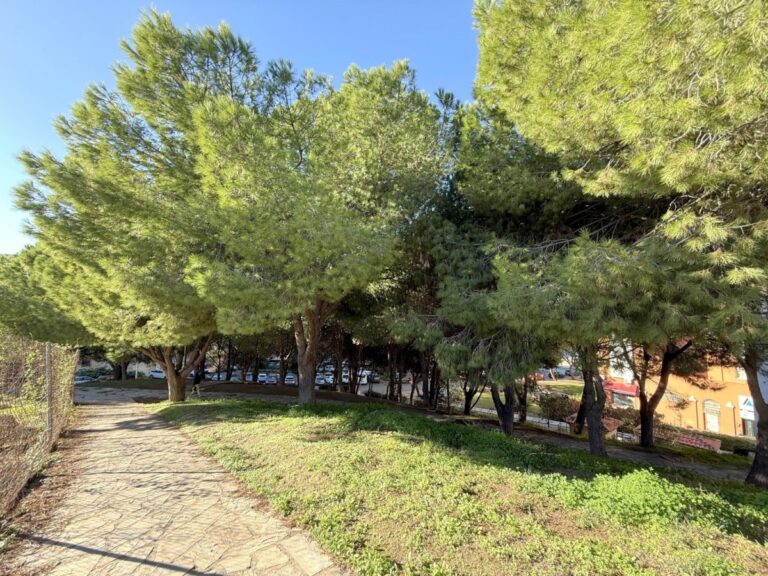 El Ayuntamiento de Estepona finaliza la campaña contra la oruga procesionaria con casi 3.000 tratamientos en pinos