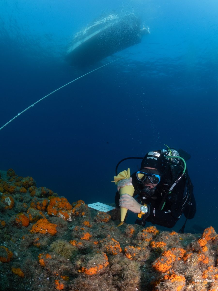 001_TRASPLANTANDO_COLONIAS_CORAL_autor_Alejandro Ibáñez