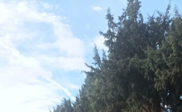 IMG 20260211 WA0038X