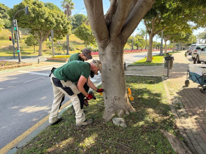 Foto Tratamiento contra la Psila Estepona inyecta 2.250 dosis de insecticida en más de 500 ficus para frenar la plaga de la psila