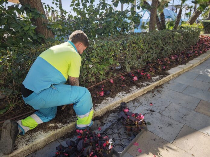 Estepona planta más de 400.000 flores procedentes del vivero municipal
