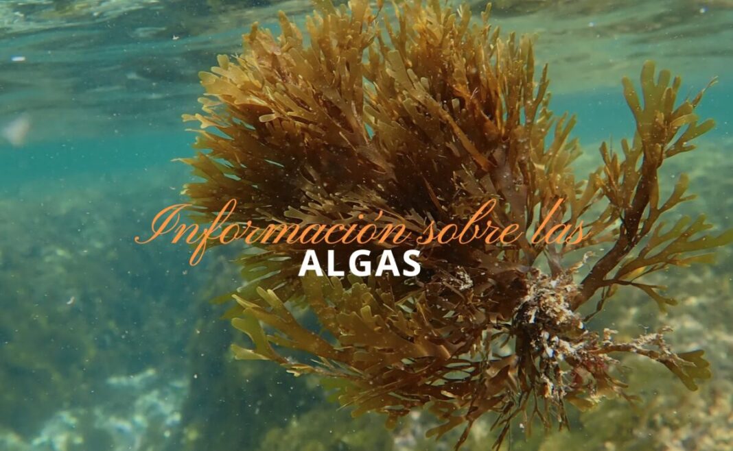 Una aplicación de la Universidad de Málaga avisa con cinco días de antelación de la llegada de medusas y algas invasoras a las 800 playas del litoral andaluz