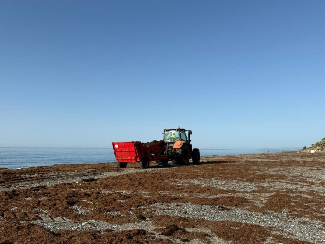 La Rada concentra la retirada de 2.100 toneladas de alga invasora en el litoral de Estepona